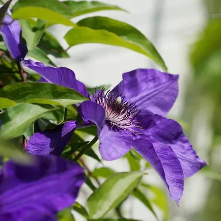 Le Jardin Des Biches B&B