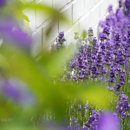 B&B Le Jardin Des Biches 소메레우제