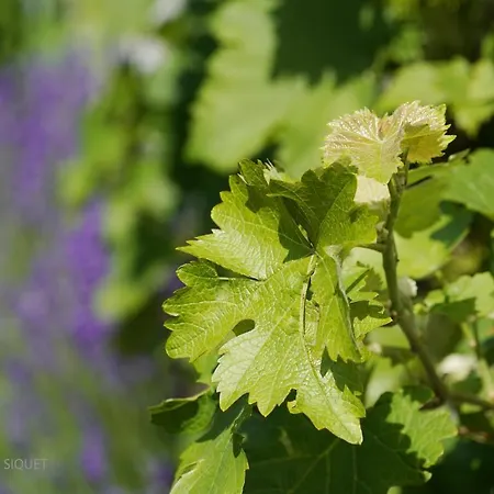 Le Jardin Des Biches * Somme-Leuze