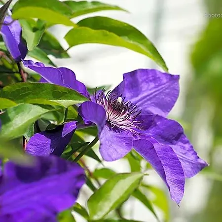 B&B Le Jardin Des Biches