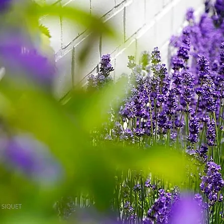 B&B Le Jardin Des Biches 소메레우제